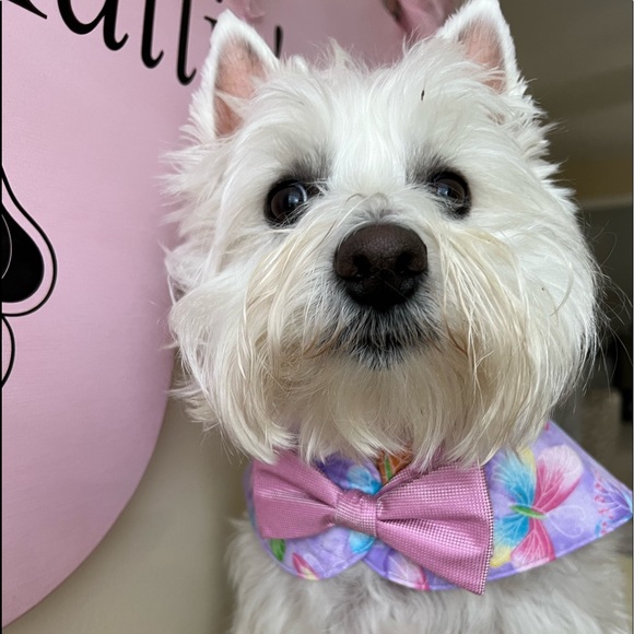 Designer Dog Capes with Bowties - Picture 3 of 8